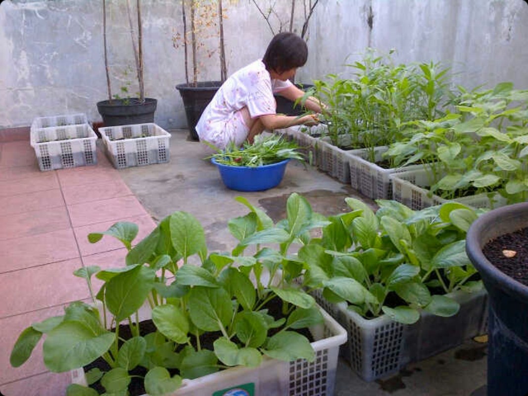 Koleksi EBO Eco Bio Organic Indonesia