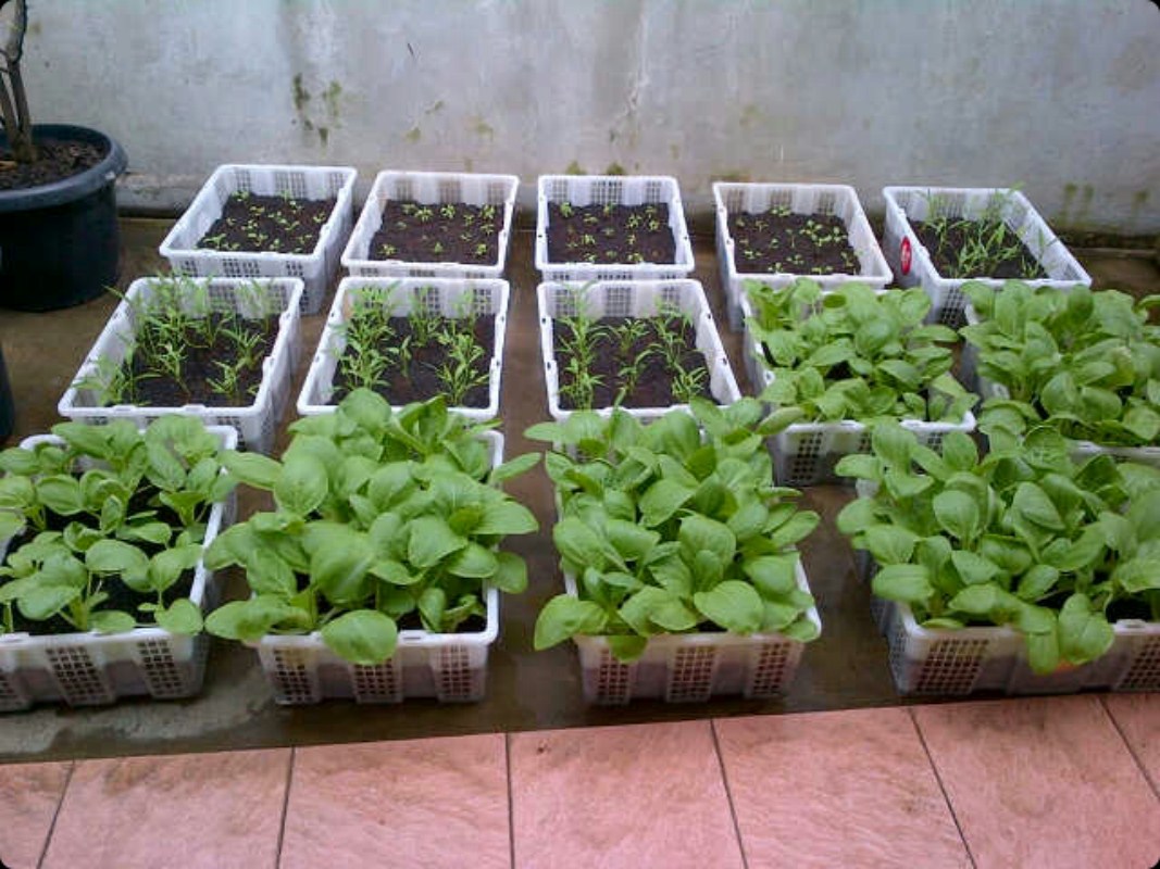 Koleksi EBO  Eco Bio Organic, Indonesia